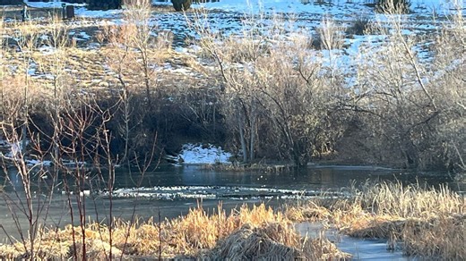 Adult, 2 kids fall through the ice at Quail Lake in Colorado Springs