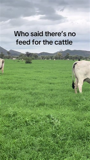 #australia #foryoupage #northernterritory #stationlifeaustralia | Australia Animals