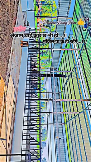 💥how to start dairy farm business in low budget,cows in india for dairy farming,#farm #cow #farming