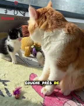 This kitten followed me home… this cat rescue changed his life forever 🐾❤️