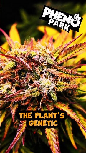 🌱 GENOTYPE VS PHENOTYPE - Things Every Grower Should Understand 🌿 #horticulture