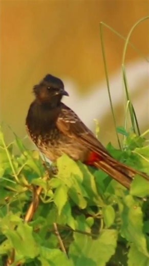 Red-vented bulbul #nature #bbcearth #discovery #wildlife #animalplanet #discovery