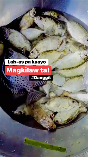 Athan M Rohz on Instagram: "Kuha sa Bunsod “ Fish Trap” The spinefoot fish (known sometimes as rabbitfish, the family to which it belongs) is called danggit in the local language. This fish is abundant in the shallow waters of many areas of the Philippines and a staple ingredient of the local traditional kitchen in the form of dried fish."