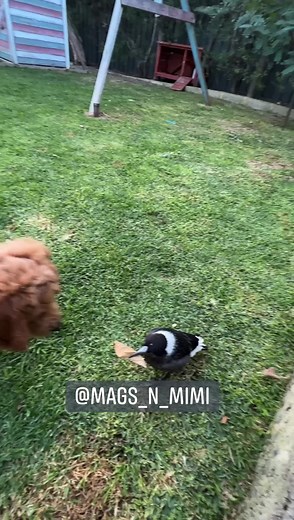 Bird thinks she is a Dog, bird vs dog tug of war #funnyanimals #funnyvideos #unlikelyanimalfriends #magsnmimi #cute #interspeciesfriendship #amazinganimals #viralvideo #puppy #funnyanimals #petsoftheworld #tiktok2022 | Mags and Mimi
