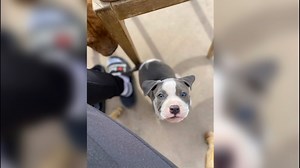 Midland woman loses her dog after mistaken euthanization with Midland Animal Services