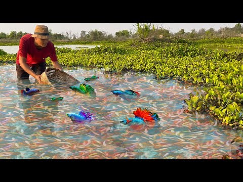 Catching Betta Fish And Wild Betta Fish At The Countryside, Unbelievable Catching (Episode 65)
