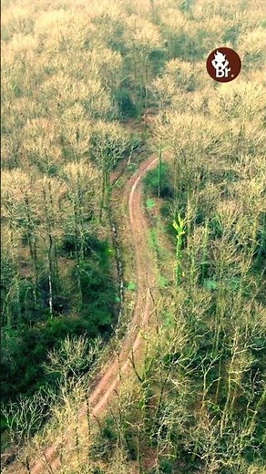 À la fin de l'hiver, en lisière nord de la forêt de #broceliande