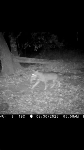 PASSAGGI NOTTURNI #lupo #canislupus #lupoappenninico #fototrappolaggio #faunaselvatica #cameratrap