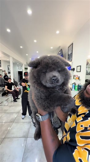 We scared the puppy 🥹 | chow chow puppy