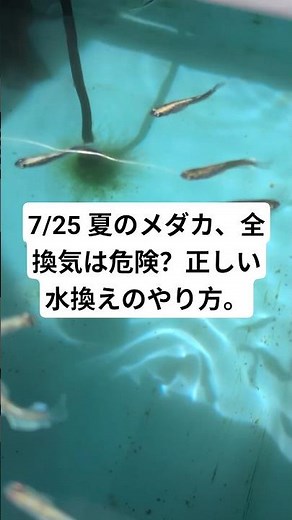 7/25 Medaka in Summer: Is a Full Water Change Dangerous? The Right Way to Change Water. #Medaka #...