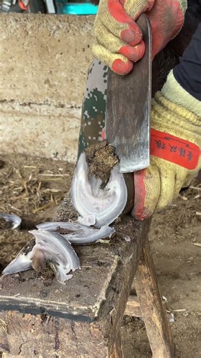 master trims donkey's hooves skillfully.
