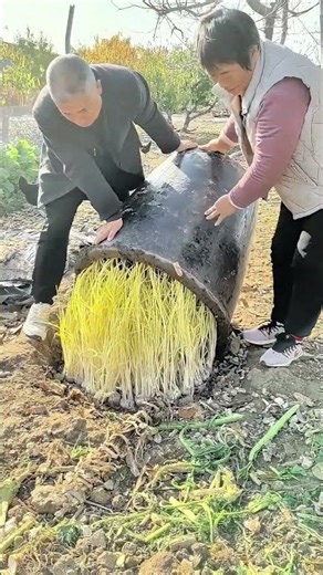 What's Under the Jar ! A Surprising Garden Harvest !