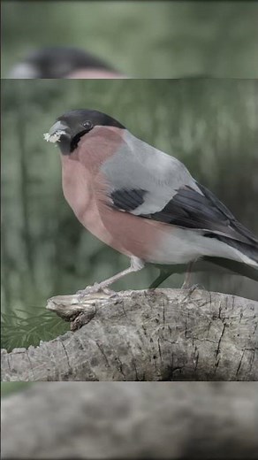 What does the BULLFINCH sound like?
