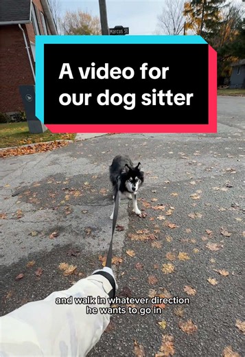 is this helpful or would you bail? 😅 #funnydogs #dogvideos #dogs | dogs