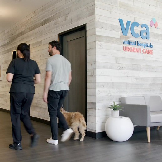 1K views · 37 reactions | Our VCA Animal Hospitals Urgent Care locations are providing greater access to care today and everyday so your pet and you can feel better today. See how easy we have made it! #vcapets | VCA Animal Hospitals | Facebook