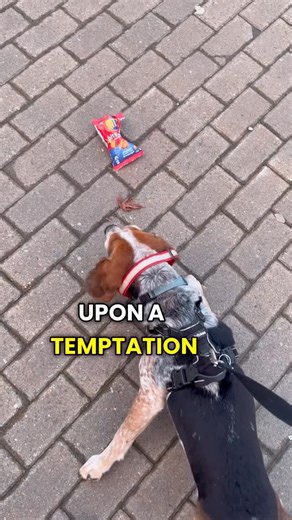 Willy the Urban Beagle on Instagram: "Too tempting"