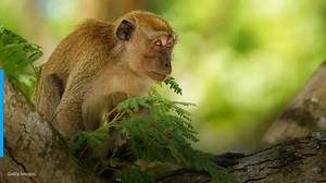 All 100 lab monkeys accounted for after several escape after crash