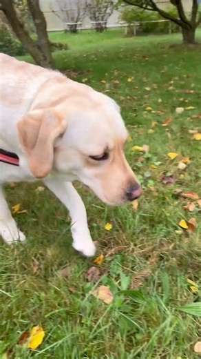 Labrador Retriever Vitals & Must-Know Facts #music #labrador #dog #nature #cute #shorts