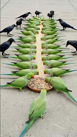 Crow Sound 🥰 Crows and Indian Talking Parrots Prove They Outsmart Everyone Again 🦜 Bird Sound