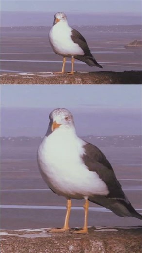 Mont Saint Michel - the seagull - Canon XF100
