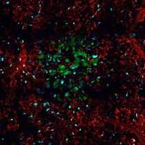 Long-term Imaging of Lung Cells | JoVE Journal