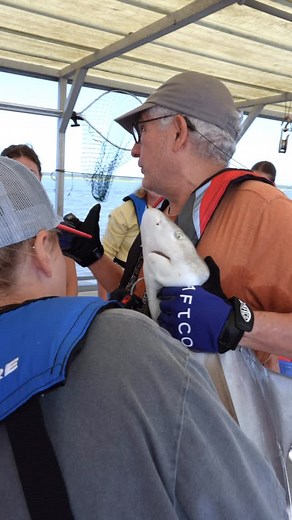 At #CCU, marine science students are gaining hands-on experience identifying and tagging sharks through field research in Winyah Bay. After carefully bringing a shark alongside the boat, students identify the species, often sandbar sharks, by features like dorsal fin placement and the presence of a small ridge. Sharks are then tagged using M-tags or acoustic tags to support long-term tracking and migration studies. 🎥 Part 3 of a 4-part series on the CCU Shark Project | Coastal Carolina Universi