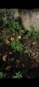 8.5K views · 397 reactions | We got a report about kittens outside...