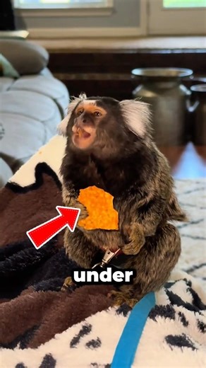 Microscope View of Doritos Is Mind-Blowing 🌶️🔬