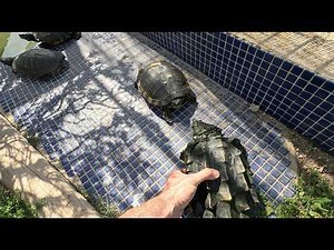 We put the alligator turtle together with the water turtles and this is what happens!!😨🐢