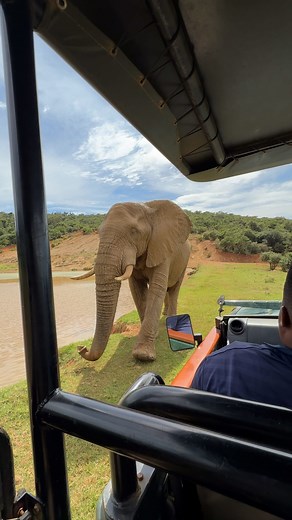 Venture deep into the wilderness aboard Silversea’s iconic safari tour, revealing the intense beauty of Africa and the incredible array of wildlife that call it home. Let’s start planning your epic voyage today. Learn more at https://www.silversea.com/destinations/africa-indian-ocean-cruise.html?insider=deyg7-elva-chang&collaborator=rallio | Elva Chang