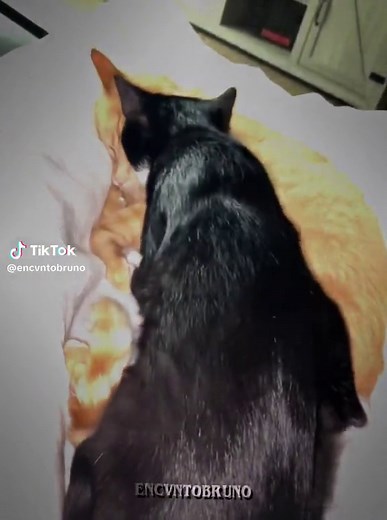 Which one are you? #seeyouagaintylercreator #tylerthecreator #seeyouagain #lalalalala #lalalalalaokokokok #catedits #catedit #catvideos #cutecatvideos #trend
