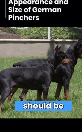 Appearance And Size Of German Pinchers