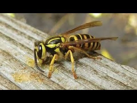 Safely get rid of yellow jackets , wasps and hornets