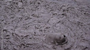 Boiling Mud Pool Close Up At National Park near Rotorua New Zealand - Close up Slow motion