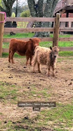 Throwback! The moment the older mini cows finally met the baby mini cows