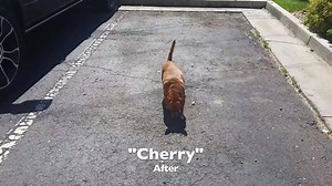 23M views · 743 reactions |  Many dogs, like Cherry in this video, are put down prematurely. Excruciating Joint pain is unbearable for the dog to suffer and their owner to watch. Over 175,000 dog owners give their dogs Extend Joint Care to make them be in less pain and more active. | Extend Pets | Facebook