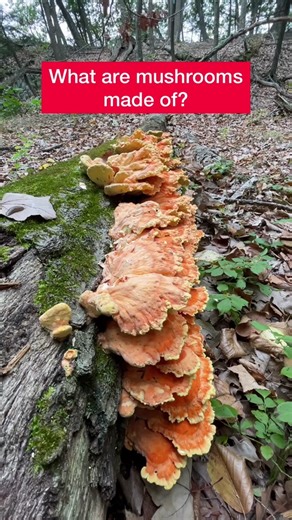 Exploring the Enchanting World of Mushrooms Through Microscopy