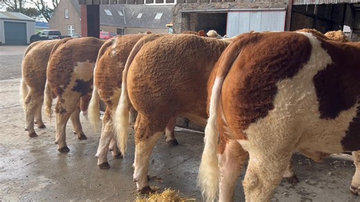 🟠⚡️PART TWO: ISLAVALE SIMMENTAL BULLS COMING TO THE STIRLING SALE!🟠⚡️ 🐂Earlier this afternoon we posted part one of the Islavale team of nine bulls from WS Stronach, Berryleys Farm, Grange, Keith heading to the Stirling Simmental Sale on Monday 20th October at United Auctions, Stirling. 💯So here is part two and once again the bulls are profiled in the text below following the order they are stood in from left to right in the accompanying video. It certainly looks like another ‘top team’ of S
