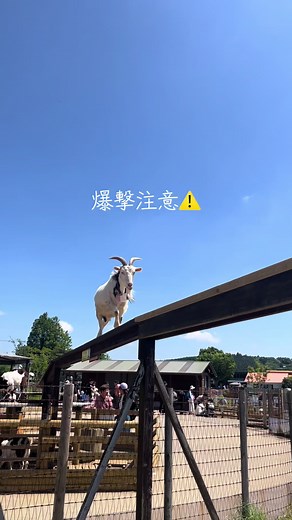 マザー牧場のヤギと触れ合う方法・見どころガイド