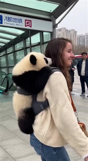 Exploring China's Adorable Giant Pandas