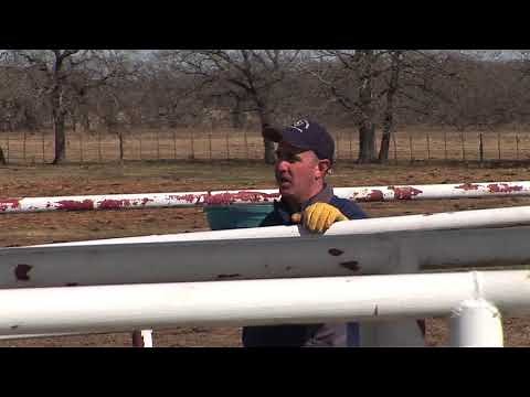 Jason Banta - Beef Cattle Management - Low Stress Cattle Handling