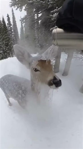 This Deer Fawn Was Frozen Solid… Until a Snowboarder Stopped