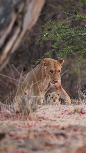 Lion Cubs Meet for the first time