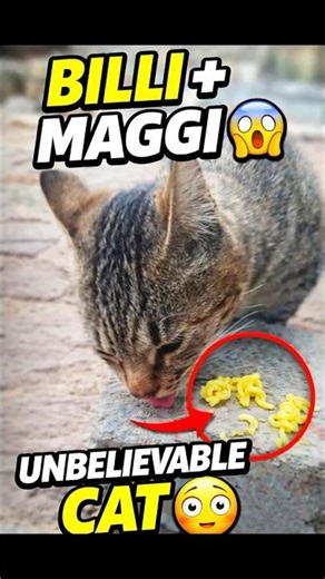 Cute Cat Eating This Cat Loves Her Food! 😻 (Funny/Cute): Nom Nom Nom! 🐈 Cute Cat Mukbang