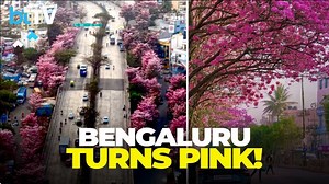 Bengaluru’s pink bloom goes digital | Techie maps city’s viral flower season