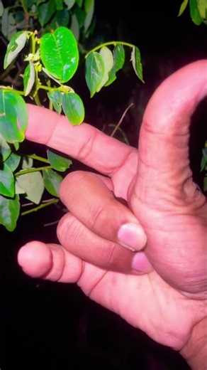 Beetle 🪲 😱 #beetle #frog #monkey #insects #outdoor #animals #spidarman #viral #shorts #nature