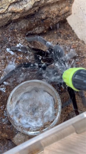 beginagain on Instagram: "Selenocosmia barensteinerae . #selenocosmiabarensteinerae #tarantula #spider"