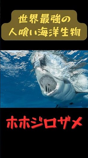 世界最強の人喰い海洋生物！ホホジロザメ #雑学 #動物 #ホホジロザメ