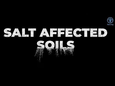 Salt-affected soils: discovering a missed reality