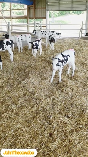 Calves playing around at farm #farming #calves #calvesfarming #shorts